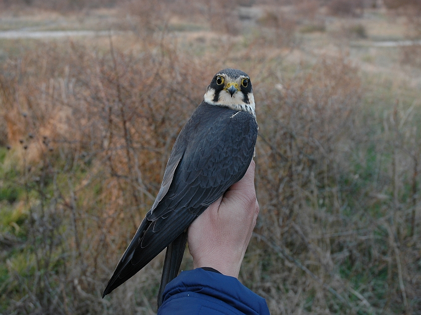 Eurasian Hobby, Sundre 20060506